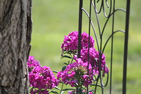 Phlox paniculata 'Also referred to as a Phlox Nicky'  I live in the high desert of Nevada sitting at 5,640 feet, and the mountains around me range from 7,000 - 11,000 feet. It is really hard to find plants that do well hear, but this one has blessed me with it's beauty every year. This is my favorite.  Flowers,Geotagged,Phlox paniculata,Plants,Summer,United States,garden phlox,plant,purple