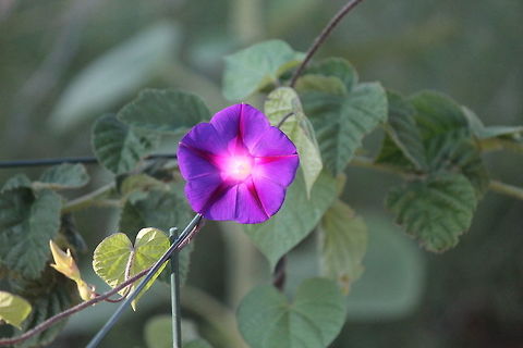 purple morning glory  This is a great shot of the color of the flower and the heart shaped leaves. Common Morning Glory,Geotagged,Ipomoea purpurea,Summer,United States,flower,morning,plant