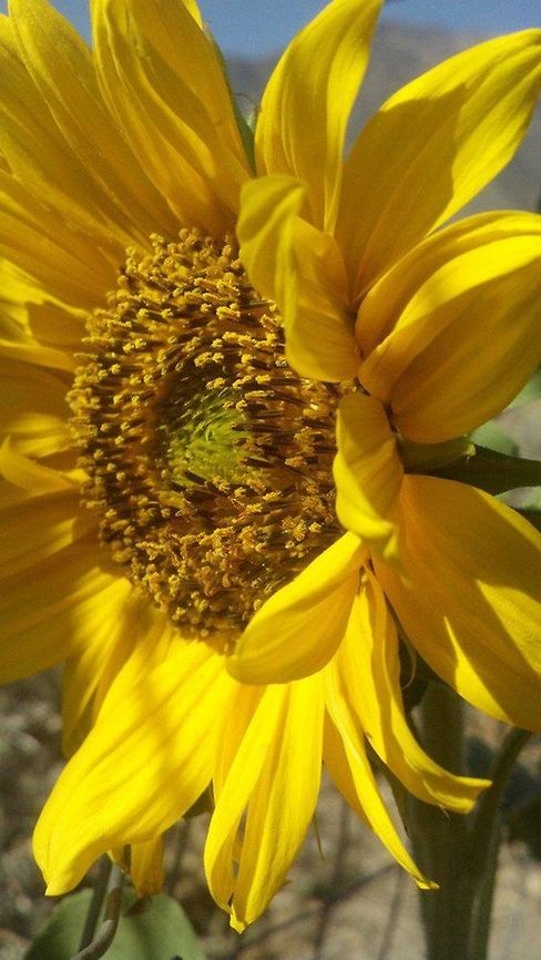 Mammoth Sunflower  I love these sunflowers because even in the high desert if properly taken care of they are a giant. Common sunflower,Geotagged,Helianthus annuus,Plants,Sunflower,United States,flower,plant