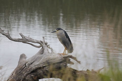 Black crowned night Heron in Fallon, Nevada after a wet season. Neat looking bird. Birds,Black-crowned Night-Heron,Geotagged,Heron,Nycticorax nycticorax,Summer,United States,animal,bird,wildlife