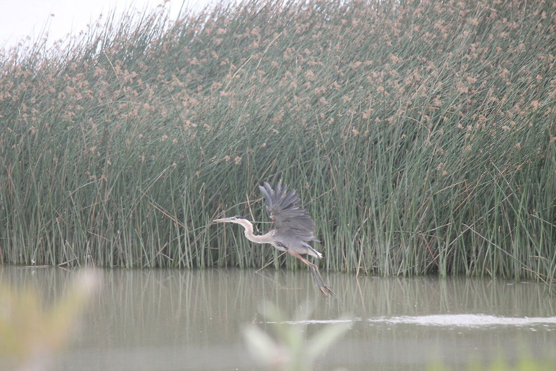 Great Blue Heron found in Fallon, Nevada This Heron seemed a bit shy. Ardea herodias,Birds,Geotagged,Great Blue Heron,Summer,United States,wildlife