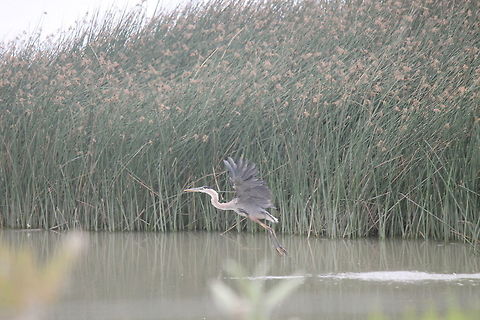 Great Blue Heron found in Fallon, Nevada This Heron seemed a bit shy. Ardea herodias,Birds,Geotagged,Great Blue Heron,Summer,United States,wildlife