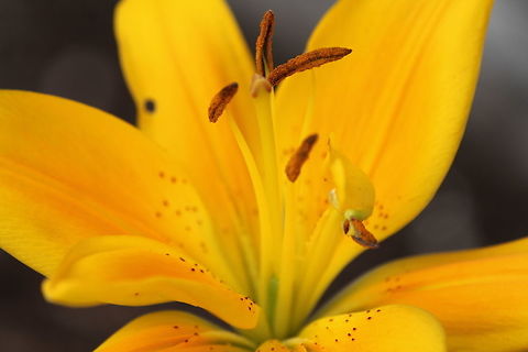 Lilium Asiatic Yellow Lily  This flower really makes my garden stand out.
 (http://www.proflowers.com/blog/flower-glossary-lilies-asiatic) Geotagged,Lilium,Spring,United States,flower,lily,yellow