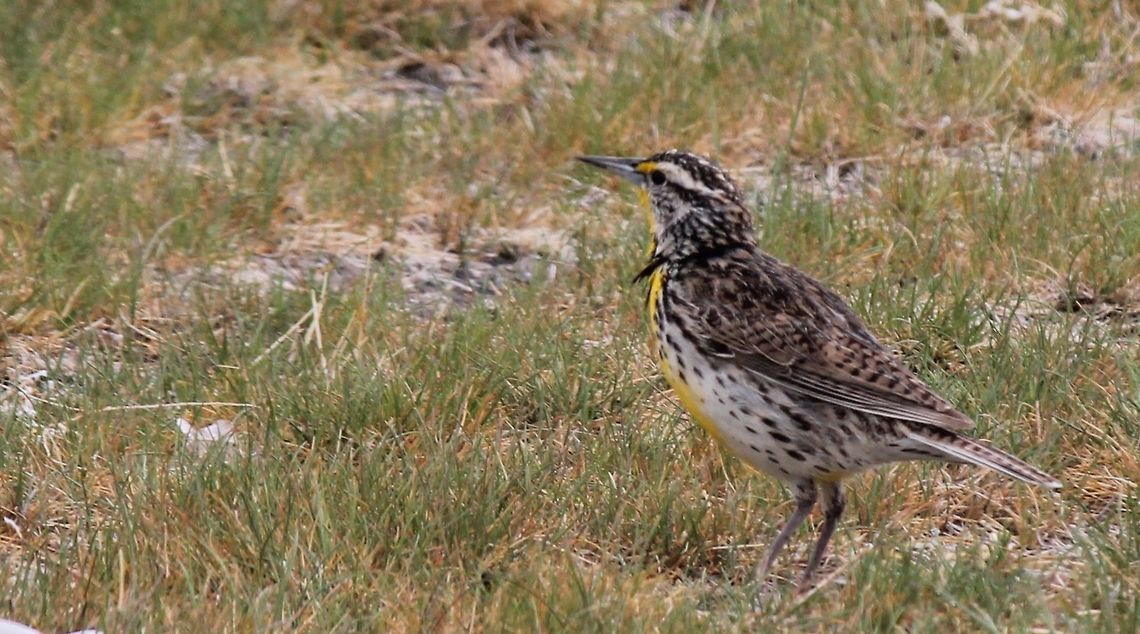 western meadowlark In my yard after a rain storm. Charadrius vociferus,Geotagged,Killdeer,Spring,Sturnella neglecta,United States,animal,bird,western meadowlark,wild