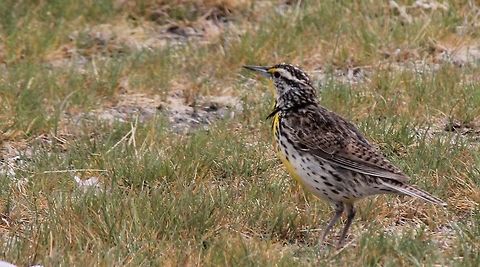 western meadowlark In my yard after a rain storm. Charadrius vociferus,Geotagged,Killdeer,Spring,Sturnella neglecta,United States,animal,bird,western meadowlark,wild