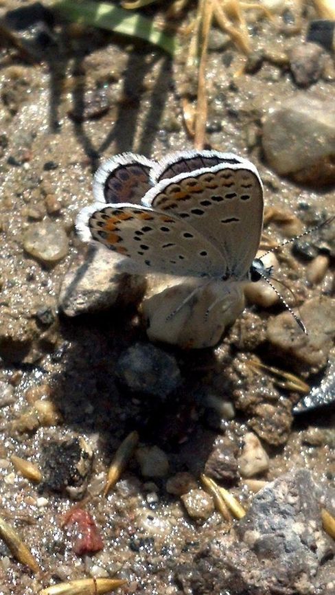 Sand Mountain Blue Butterfly Found in my yard in Round Mountain, NV Butterfly,Euphilotes pallescens arenamontana,Geotagged,Sand Mountain blue,United States,butterflies,flying insects
