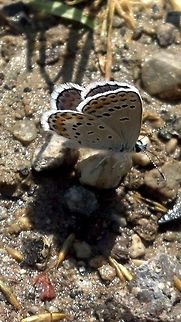 Sand Mountain Blue Butterfly Found in my yard in Round Mountain, NV Butterfly,Euphilotes pallescens arenamontana,Geotagged,Sand Mountain blue,United States,butterflies,flying insects