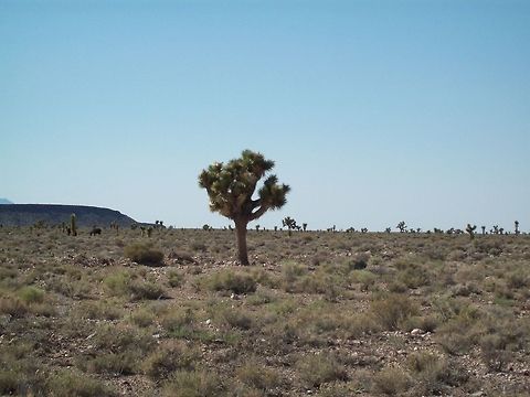 Joshua Trees These trees are all over by Goldfield, NV. I was out exploring.  Cactus,Geotagged,Plants,Summer,United States,Yucca brevifolia,trees