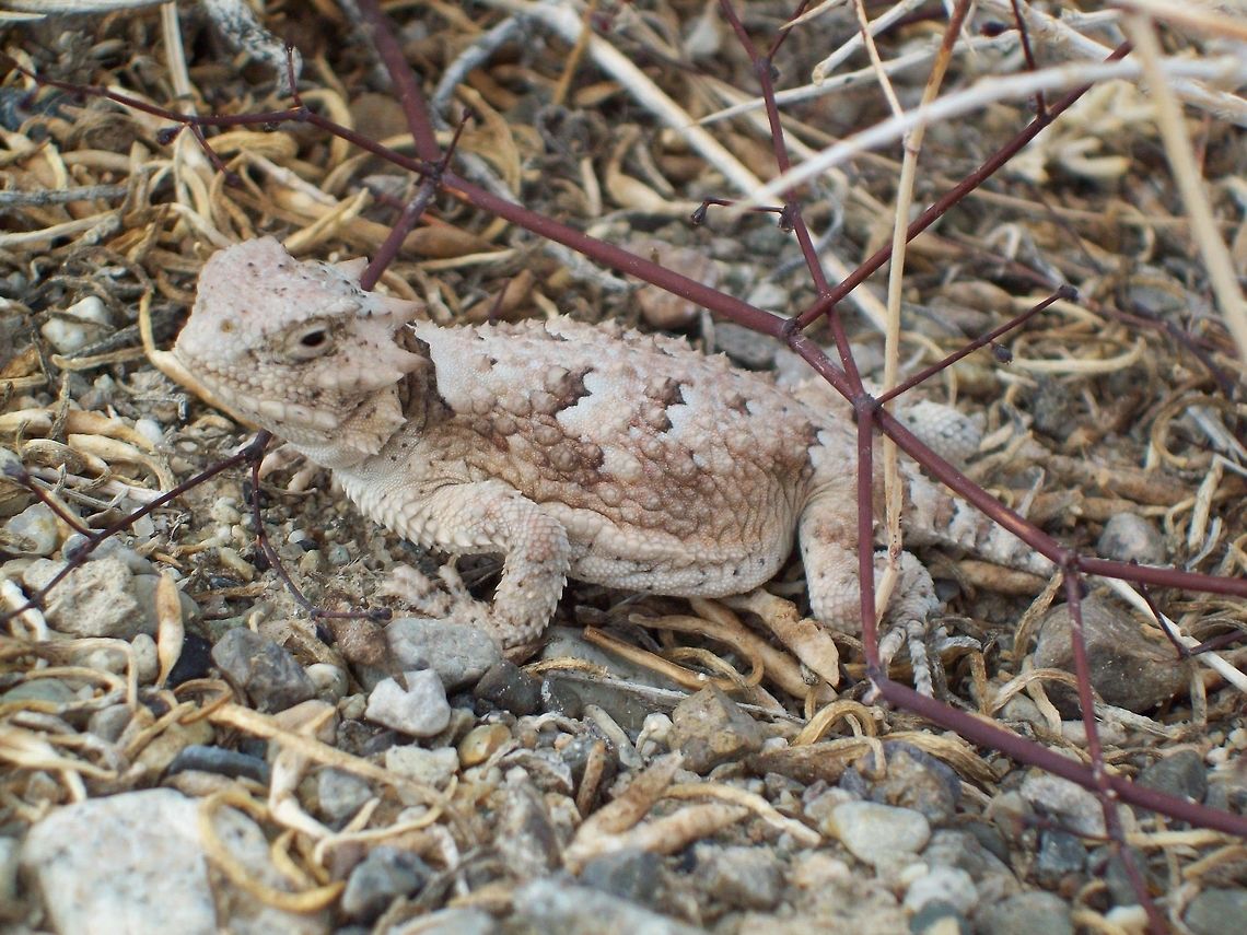 Phrynosoma, or also known as a Horned Lizard Very neat looking, found all over my area of Round Mountain, Nevada Geotagged,Lizard,Northern desert horned lizard,Phrynosoma platyrhinos platyrhinos,United States,frog,horns