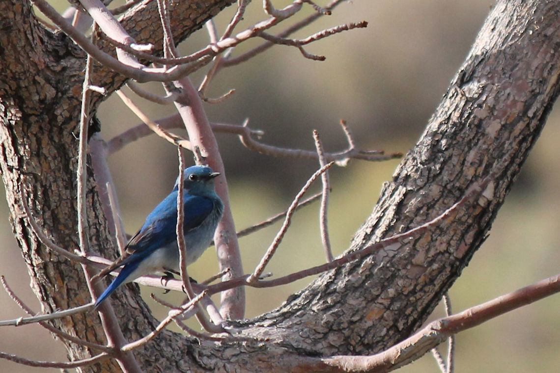 Mountain Blue Bird This beautiful blue bird is the Nevada state bird.  Birds,Blue,Geotagged,Mountain Bluebird,Sialia currucoides,Spring,United States,animal,bird,flying