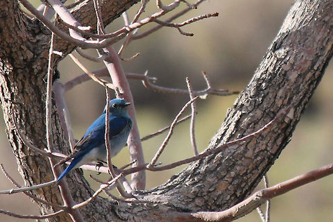 Mountain Blue Bird This beautiful blue bird is the Nevada state bird.  Birds,Blue,Geotagged,Mountain Bluebird,Sialia currucoides,Spring,United States,animal,bird,flying