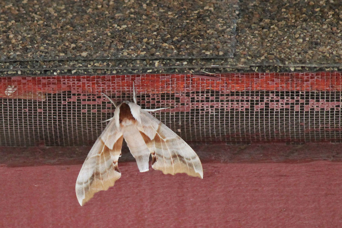 One-eyed sphinx moth The head seems fuzzy :) Butterfly,Insects,Moth,Nevada,One-eyed Sphinx,Smerinthus cerisyi