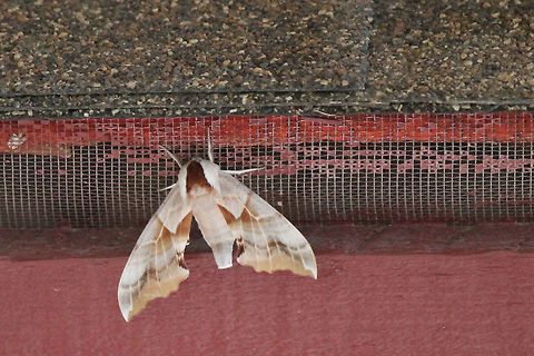 One-eyed sphinx moth The head seems fuzzy :) Butterfly,Insects,Moth,Nevada,One-eyed Sphinx,Smerinthus cerisyi