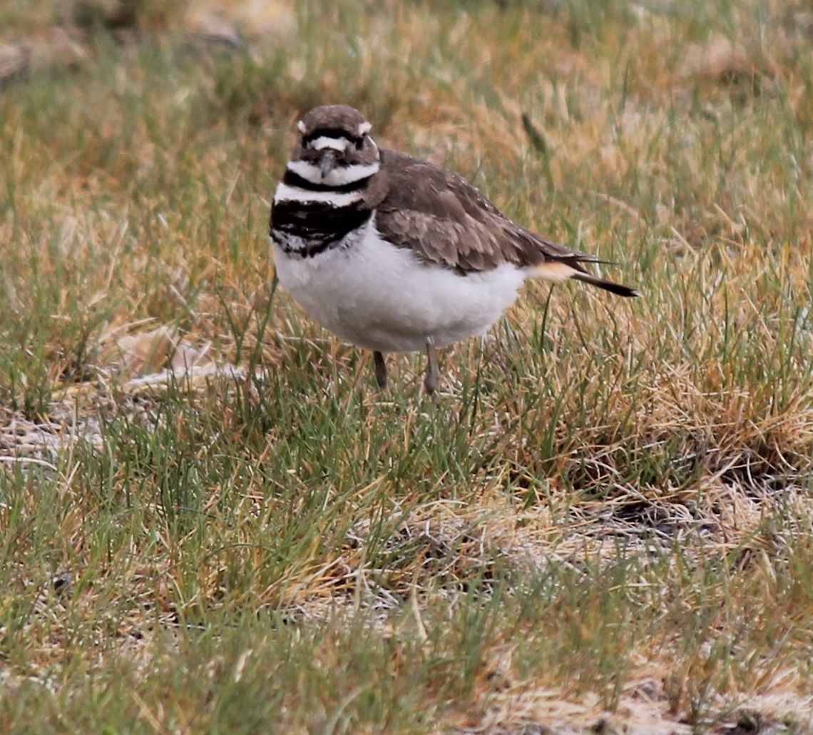 killdeer Very pretty bird.  Charadrius vociferus,Geotagged,Killdeer,Spring,United States,animal,bird,flying