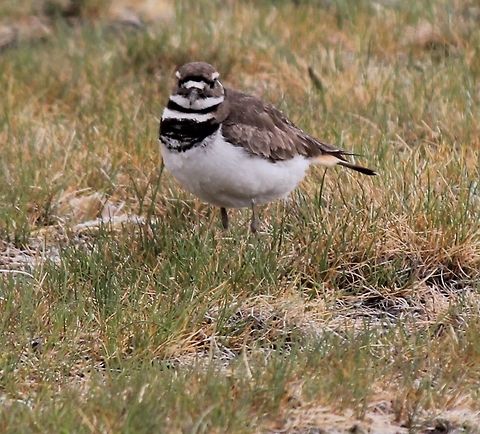 killdeer Very pretty bird.  Charadrius vociferus,Geotagged,Killdeer,Spring,United States,animal,bird,flying