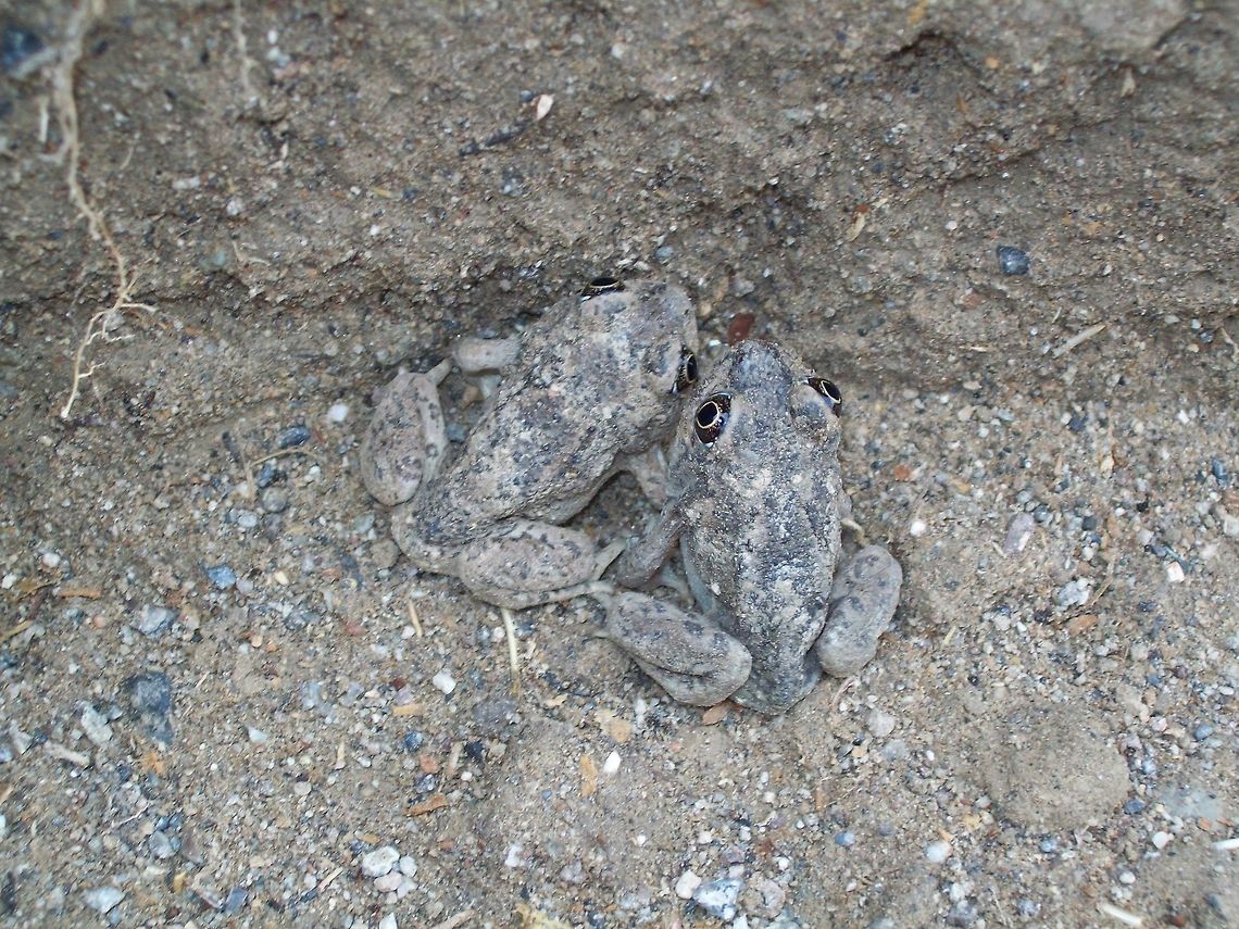 Toads I dug a hold in my back yard, and the next day there was about 20 of these little guys in there.  Bufo bufo,Common toad,Geotagged,Reptiles,Spring,Toad,United States,animal,frog