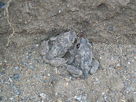 Toads I dug a hold in my back yard, and the next day there was about 20 of these little guys in there.  Bufo bufo,Common toad,Geotagged,Reptiles,Spring,Toad,United States,animal,frog