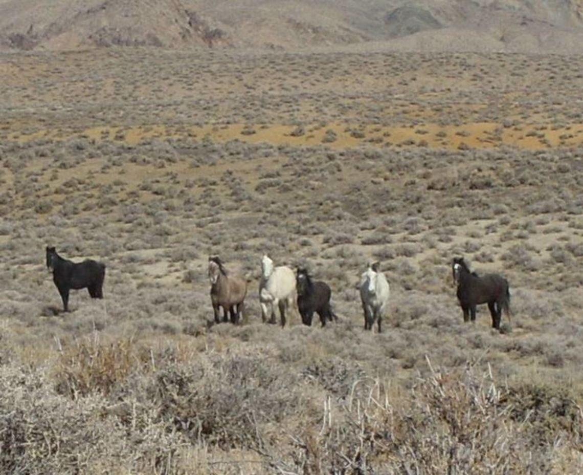 wild_horses We have so many wild horses hear that for some people they don&#039;t get excited to see them anymore, but I still do. I love to see these amazing animals running free. This is one of my favorite photos I took.  Equus ferus,Geotagged,Horse,United States,Wild horse,animals,wild