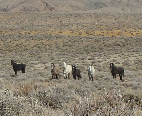 wild_horses We have so many wild horses hear that for some people they don't get excited to see them anymore, but I still do. I love to see these amazing animals running free. This is one of my favorite photos I took.  Equus ferus,Geotagged,Horse,United States,Wild horse,animals,wild