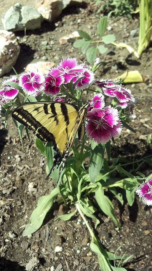 Papilio multicaudata (two tailed swallowtail butterfly) enjoying my flowers.  Butterfly,Insects,Moth,Papilio multicaudata,Two-tailed Swallowtail