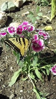 Papilio multicaudata (two tailed swallowtail butterfly) enjoying my flowers.  Butterfly,Insects,Moth,Papilio multicaudata,Two-tailed Swallowtail