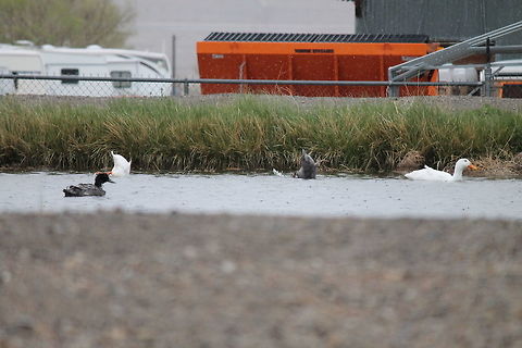 I think these are called American Pekin ducks Swimming in a fish pond, and enjoying the fish.  American Pekin Duck,Anas platyrhynchos,Geotagged,Mallard,Spring,United States,bird,duck