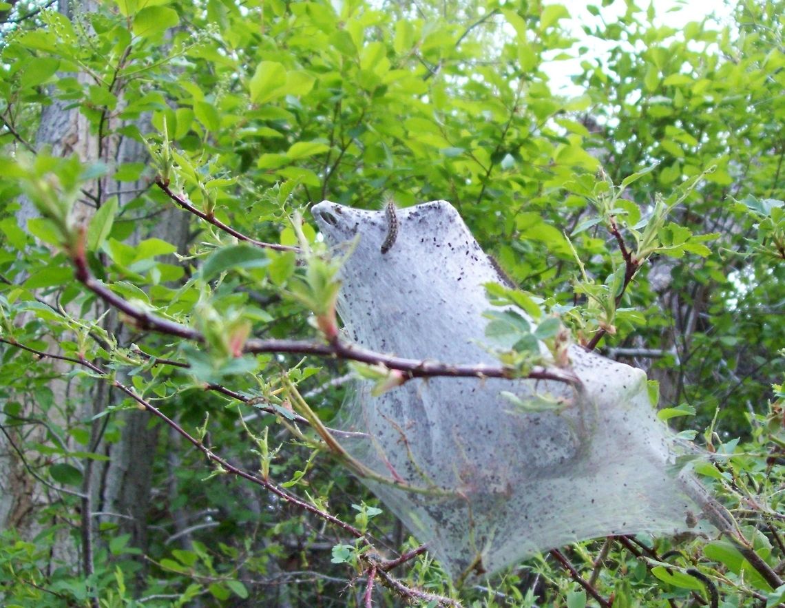 Tent caterpillar We have these all over in the mountains.  Bugs,Geotagged,Insects,Malacosoma californicum,Spring,United States,catapillar,moths