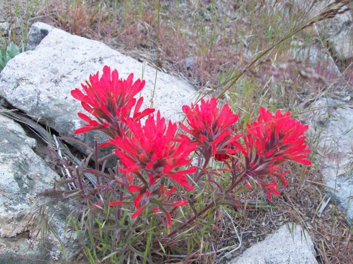 Mountain Indian paintbrush Found growing wild in the mountains of Round Mountain, Nevada Castilleja parviflora,Geotagged,Mountain Indian paintbrush,Spring,United States,plant