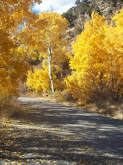 Quaking aspen  These trees are beautiful, and I love the white trunks. This picture was taken by the camp ground in Kingston, Nevada. Fall,Geotagged,Populus tremuloides,United States,colorful,trees