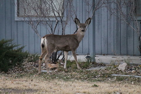Young Mule Deer Roaming the neighborhood early in the morning. Deer,Geotagged,Mule Deer,Odocoileus hemionus,Spring,United States,animal
