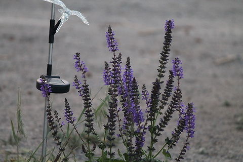 Lavender Plant This plant is very easy to care for at my high elevation.  Common lavender,Flowers,Geotagged,Lavandula angustifolia,Spring,United States,lavender