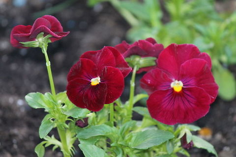 Pure red Pansy Good to grow for zone 7, they come back every year. Flowers,Geotagged,Pansy,Spring,United States,Viola tricolor subsp. hortensis,red