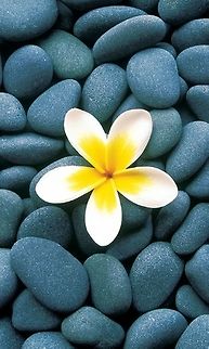 pebbles and Plumeria flower  Plumeria