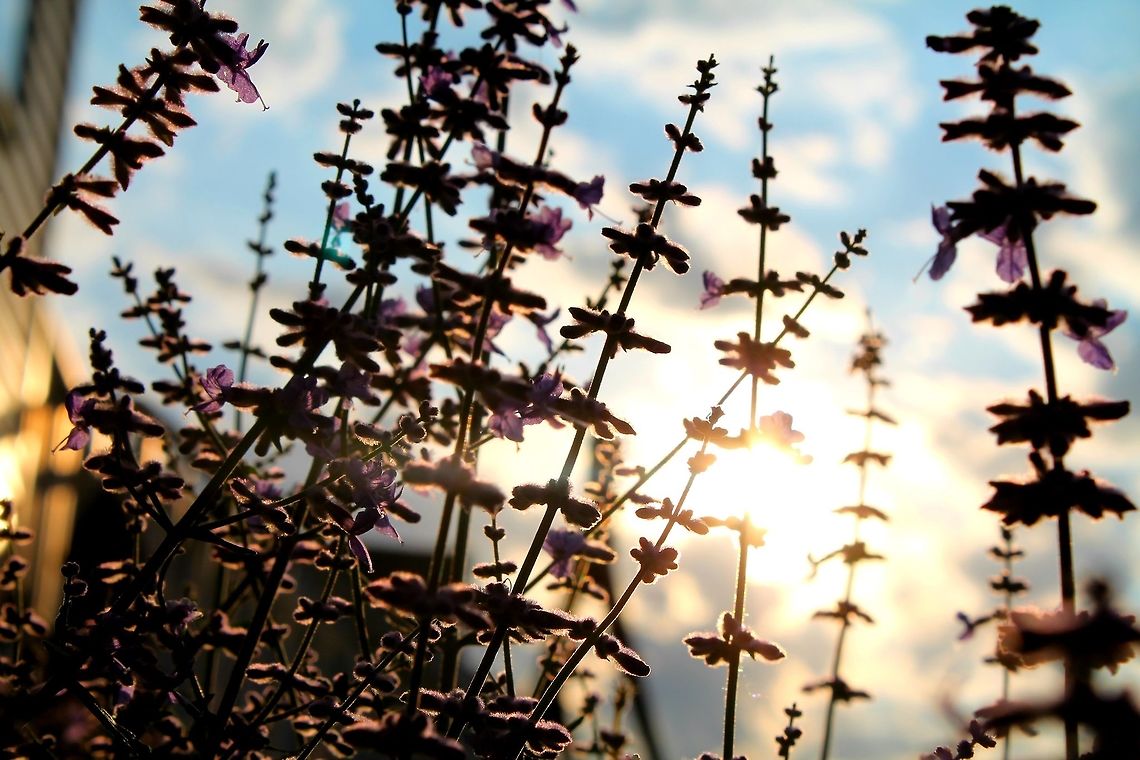 Lavender Sunset Backyard Common Lavender grows against the bright sunset and blue sky. Common lavender,Geotagged,Lavandula angustifolia,United States