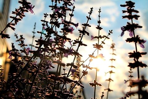 Lavender Sunset Backyard Common Lavender grows against the bright sunset and blue sky. Common lavender,Geotagged,Lavandula angustifolia,United States