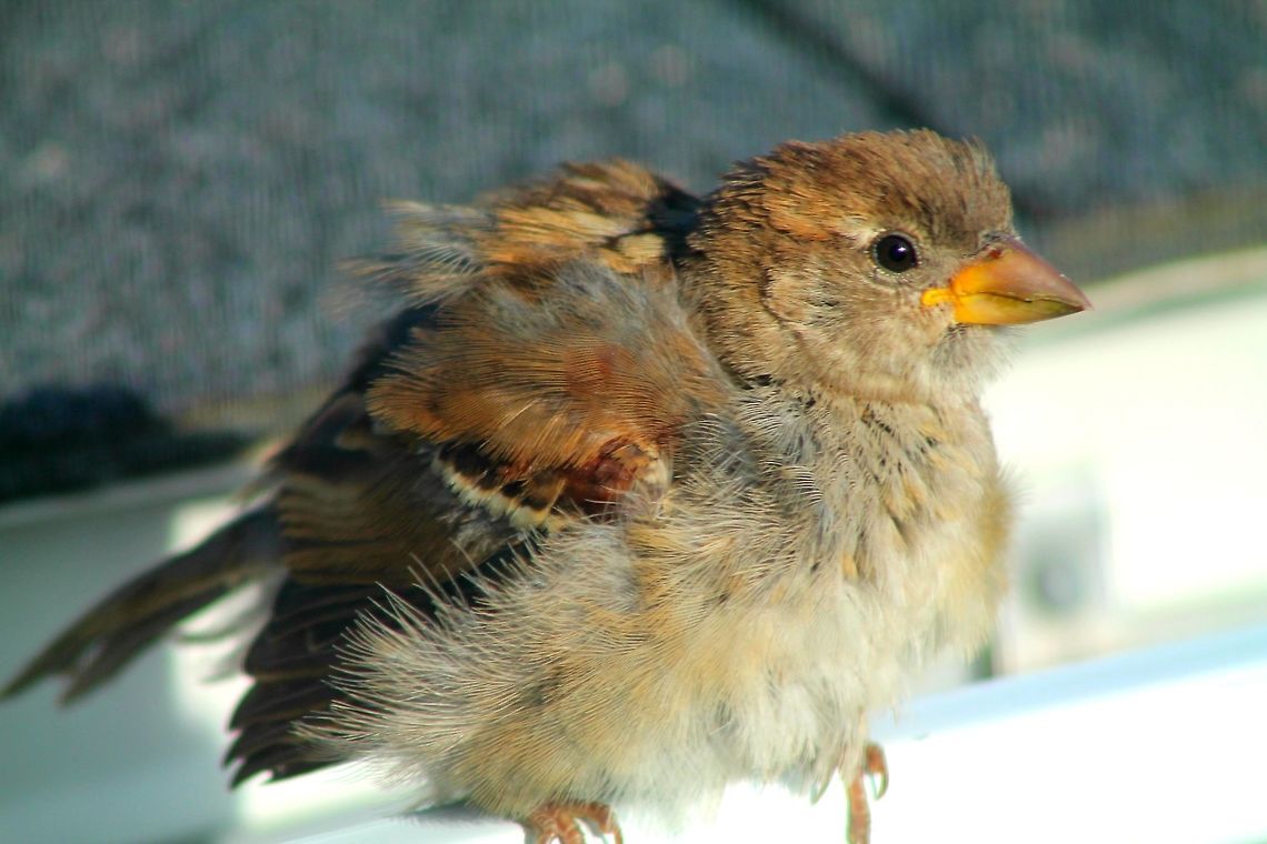 Summer Sparrow Small female house sparrow rests and preens herself in the warmth of summer. Geotagged,House sparrow,Passer domesticus,United States
