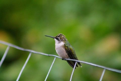 IMG_4265  Archilochus colubris,Geotagged,Ruby-throated hummingbird,United States