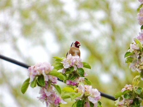 On the lookout! The first picture i took on my camera! My favourite garden bird in the UK! Carduelis carduelis,European Goldfinch,Geotagged,Spring,United Kingdom