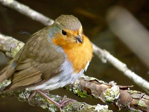 Robin Loving my 60x zoom! Erithacus rubecula,European Robin,Geotagged,Spring,United Kingdom