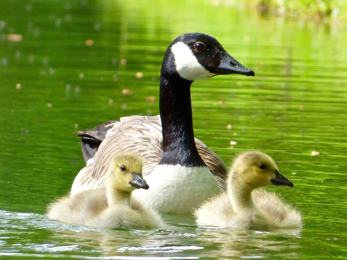 A family of Canada Geese A family of Canada Geese pottering around on the lake in the Grecian Valley, Stowe Landscape Gardens, UK Branta canadensis,Canada goose,Geotagged,Spring,United Kingdom