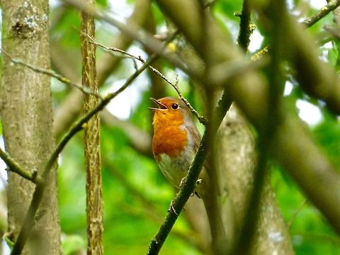 Robin I had to sit in a bush for hours to get this shot, funny how once the Robin got used to me, it stayed there for about 10 mins! Erithacus rubecula,European Robin,Geotagged,Spring,United Kingdom
