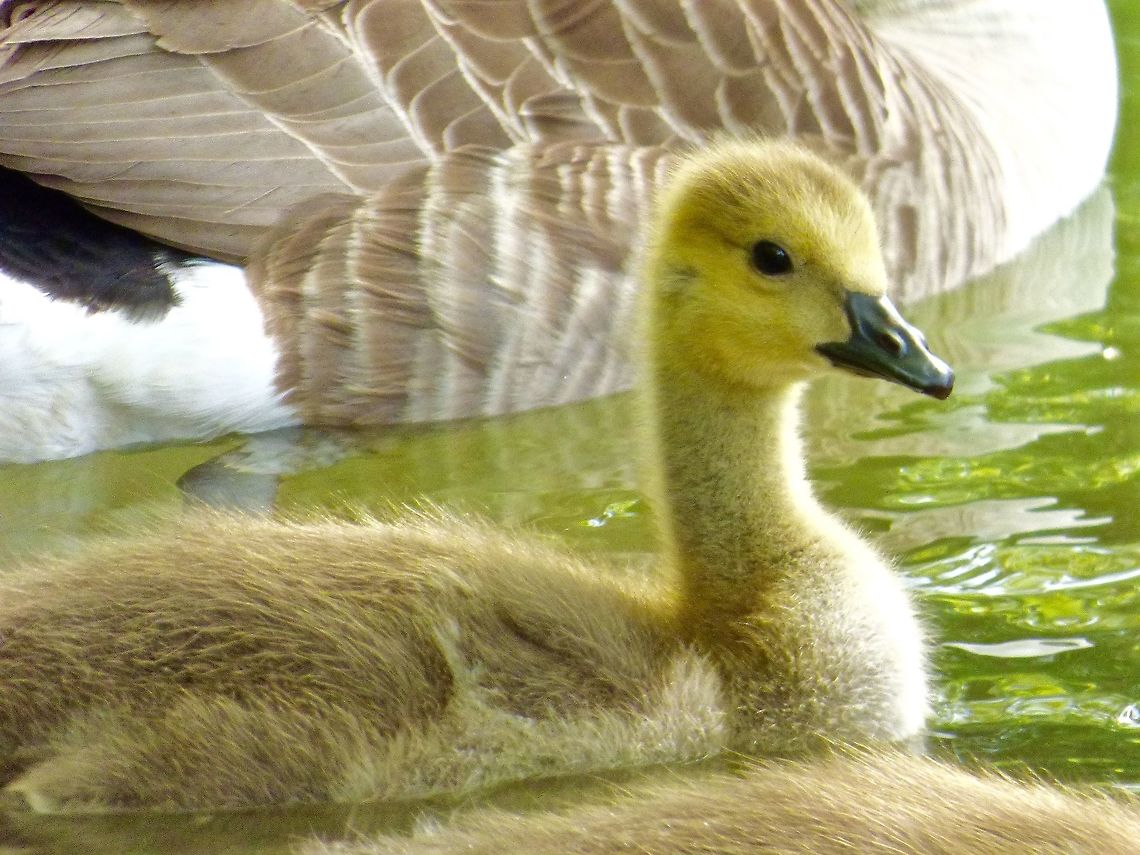 A Canada gosling A fluffy gosling on the lake in the Grecian Valley, Stowe Landscape Gardens, UK Branta canadensis,Canada goose,Geotagged,Spring,United Kingdom