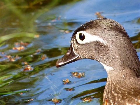 Droplets of water I love the 60x optical zoom on my camera because i can take pictures like this! A female mandarin covered with tiny water droplets! Aix galericulata,Geotagged,Mandarin duck,Spring,United Kingdom