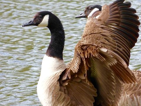 Stretching A Canada Goose stretching its wings on the Octagonal Lake in Stowe Landscape Gardens, UK Branta canadensis,Canada goose,Geotagged,Spring,United Kingdom