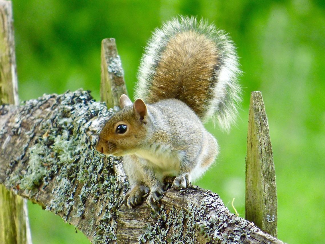 Eyeing me up! A grey squirrel (An alien species to the UK that is killing off our native Red Squirrels) transfixed on my camera! Eastern gray squirrel,Geotagged,Sciurus carolinensis,Sciurus griseus,Spring,United Kingdom,Western Gray Squirrel
