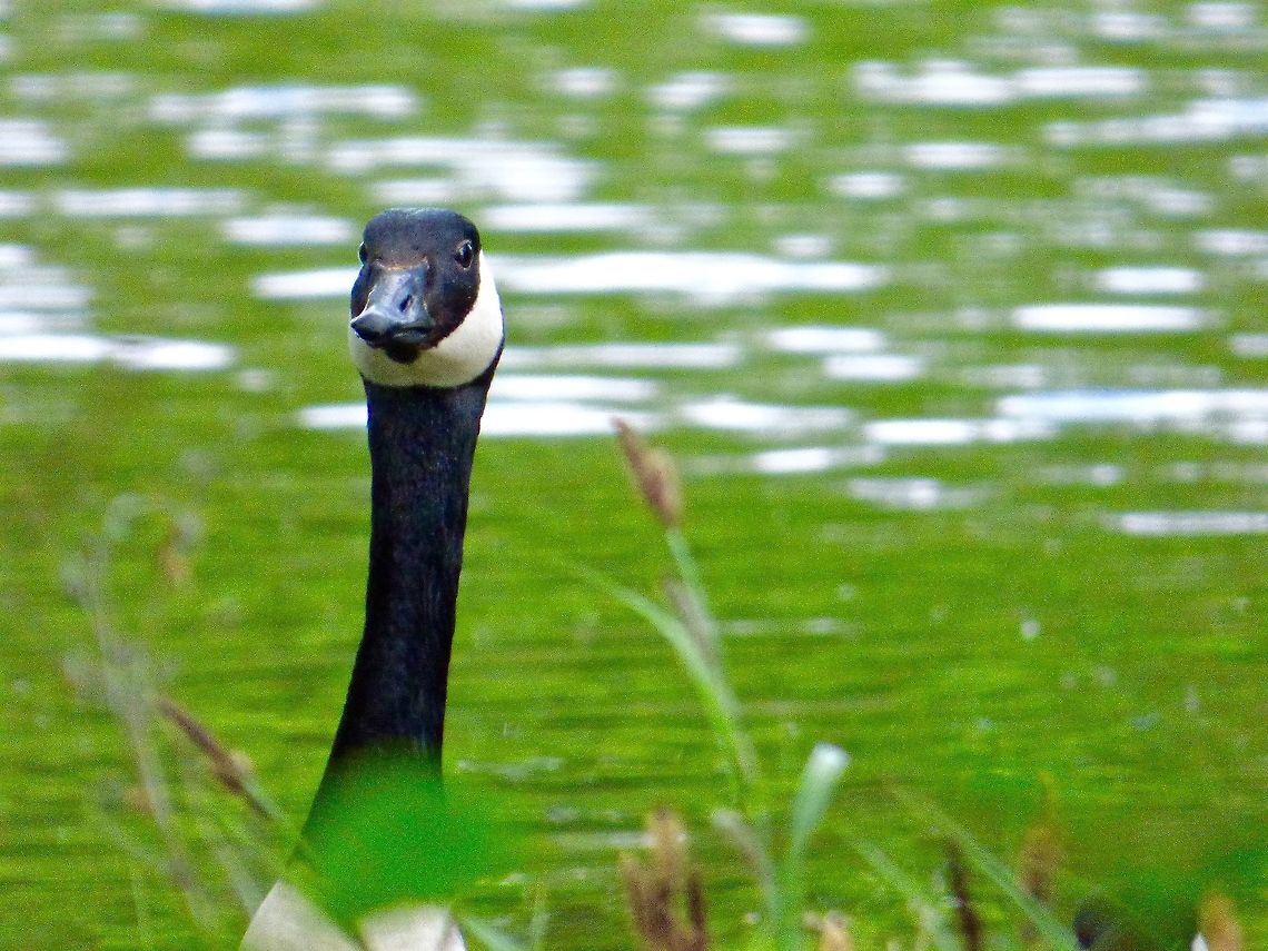 Guarding the nest A goose checking me out whilst on its nest on the shores of the Octagonal Lake at Stowe Landscape Gardens, UK Branta canadensis,Canada goose,Geotagged,Spring,United Kingdom