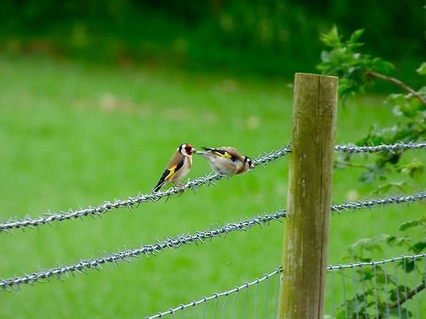 Watch out for those barbs! Two of my favourite garden birds in the UK! Love the yellow feathers Carduelis carduelis,European Goldfinch,Geotagged,Spring,United Kingdom