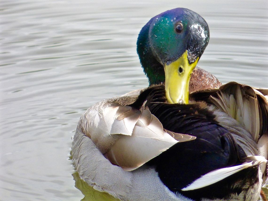 Preening time! I just love the feathers on a Mallard! Anas platyrhynchos,Geotagged,Mallard,Spring,United Kingdom