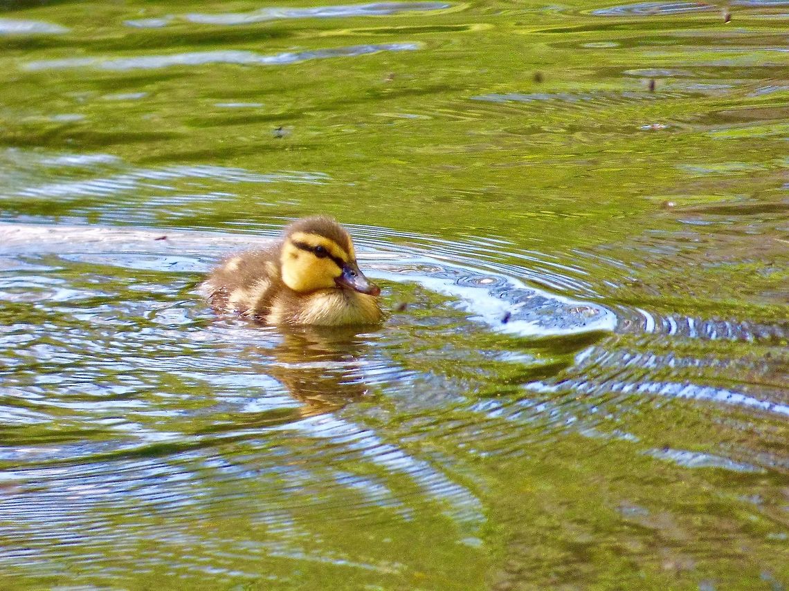 UP I COME! Loving this little Mallard duckling popping up from underwater! I love it when these little fluff-balls go searching for larvae underwater. Anas platyrhynchos,Mallard