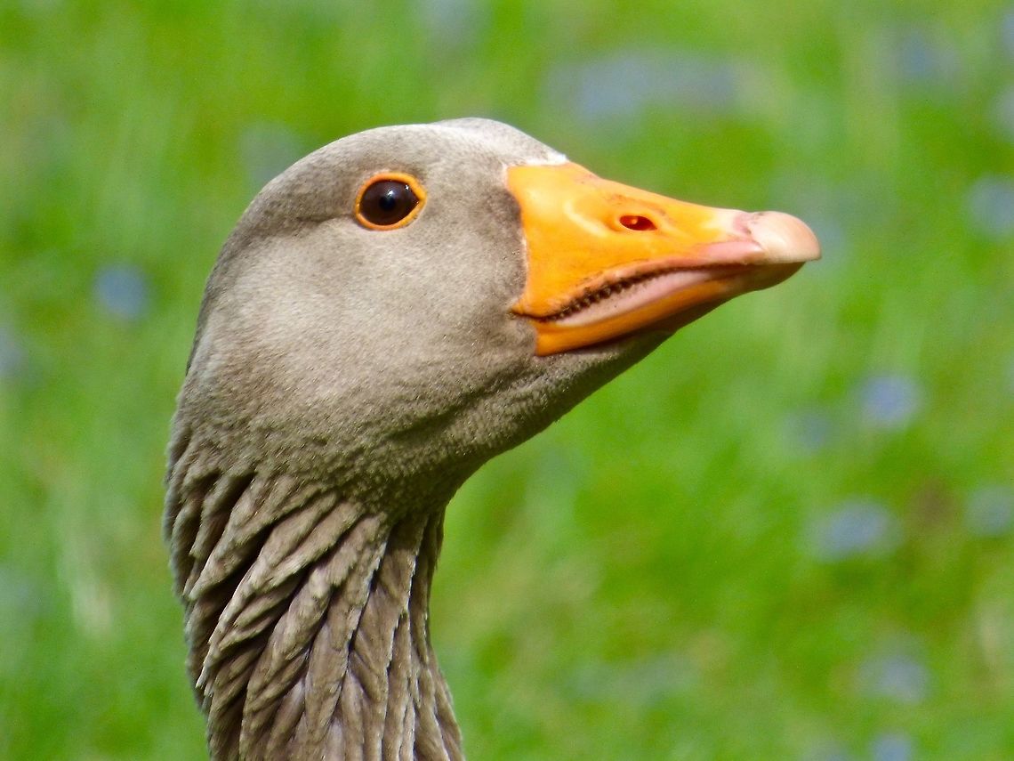 Greylag Goose I love the folds on his neck! Very attractive! Anser anser,Greylag goose